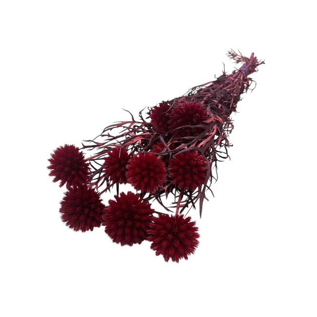 Red Echinops XL preserved flowers | Length ± 65 centimetres | Weight ± 350 grams | Per 10 stems