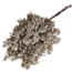 White Bleached Schinus - Pepper Berries Dried Decoration | Length ± 35 centimetres | Weight ± 150 grams