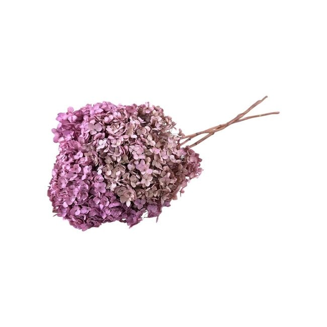 Old Pink Hydrangea | Preserved Hydrangea | Length ± 60 centimetres | Per piece