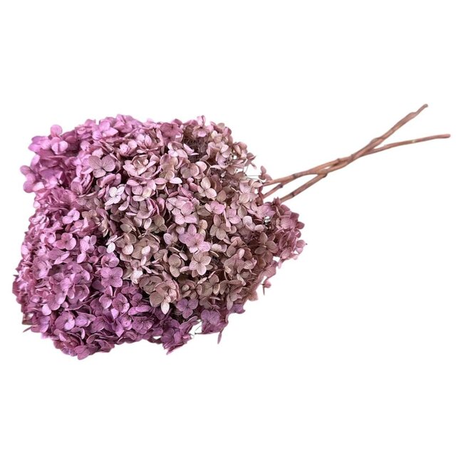 Oud roze Hydrangea | Gepreserveerde Hortensia | Lengte ± 60 centimeter | Per stuk
