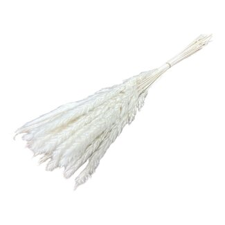 Casa Alegria White bleached Fluffy Pampas plumes | Length ± 60 centimetres | Per 20 stems