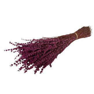 Casa Alegria Lavande préservée fuchsia | Longueur ± 45 centimètres | Poids ± 150 grammes