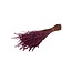 Fuchsia gepreserveerde Lavendel | Lengte ± 45 centimeter | Gewicht ± 150 gram