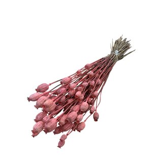Dutch Dried Coral-coloured Papaver Somniferum dried flowers | Length ± 65 centimetres | Weight ± 200 grams