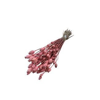 Dutch Dried Korallenfarbene Papaver Somniferum Trockenblumen | Länge ± 65 Zentimeter | Gewicht ± 200 Gramm