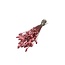 Koraalkleurige Papaver Somniferum droogbloemen | Lengte ± 65 centimeter | Gewicht ± 200 gram
