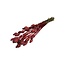 Coral-coloured Papaver Somniferum dried flowers | Length ± 65 centimetres | Weight ± 200 grams