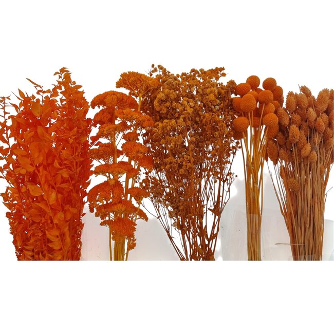 Dried Flowers DIY Set "Bilbao" | Five types of orange dried flowers in a box