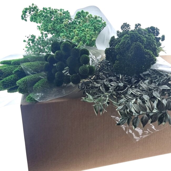 Trockenblumen DIY-Set "Sevilla" | Fünf Arten von grünen Trockenblumen in einer Box