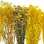 Dried Flowers DIY Set "Madrid" | Five types of yellow dried flowers in a box
