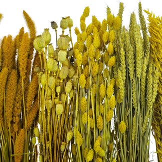 Dried Flowers DIY Set "Schokland"