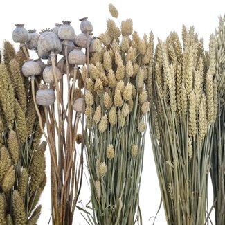 Trockenblumen DIY-Set "Pampus"