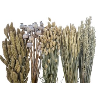 Trockenblumen DIY-Set "Pampus"