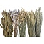 Dried Flowers DIY Set "Pampus" | Five types of White Frosted dried flowers in a box