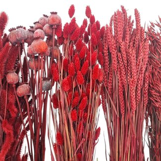 Dried Flowers DIY Set "Rottumeroog"