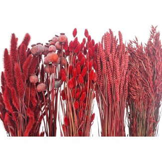 Dried Flowers DIY Set "Rottumeroog"