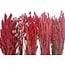 Dried Flowers DIY Set "Rottumeroog" | Five types of red dried flowers in a box