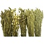 Dried Flowers DIY Set "Schiermonnikoog" | Five types of gold-coloured dried flowers in a box