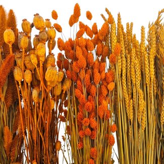 Dried Flowers DIY Set "Ameland"