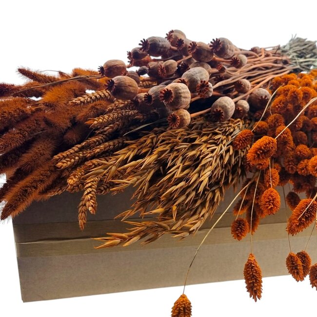 Trockenblumen DIY-Set "Ameland" | Fünf Arten von orangefarbenen Trockenblumen in einer Box