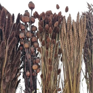Dried Flowers DIY Set "Terschelling"