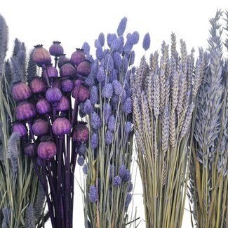 Set de bricolage de fleurs séchées "Vlieland"