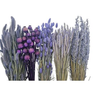 Dried Flowers DIY Set "Vlieland"