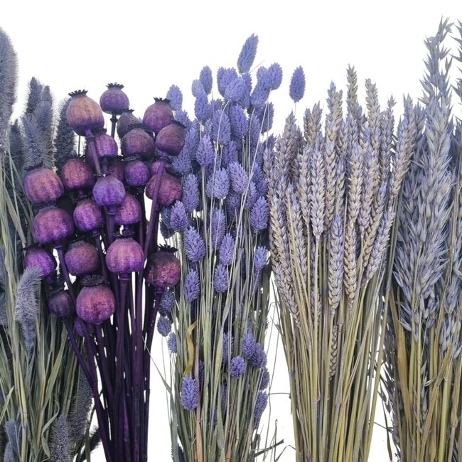 Set Dutch Dried Colored | Purple Milka | 5 Bunch | 65 cm