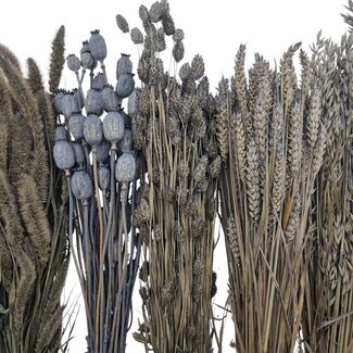 Kit DIY de fleurs séchées "Texel"