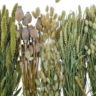 Kit DIY de fleurs séchées "Isla de Lobos"