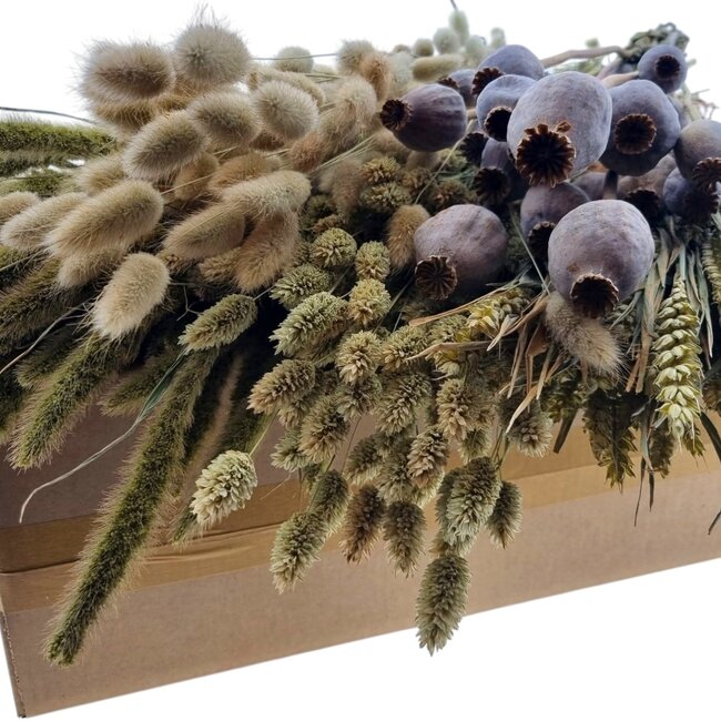 Dried Flowers DIY Set "Isla de Lobos" | Five types of dried flowers in a box