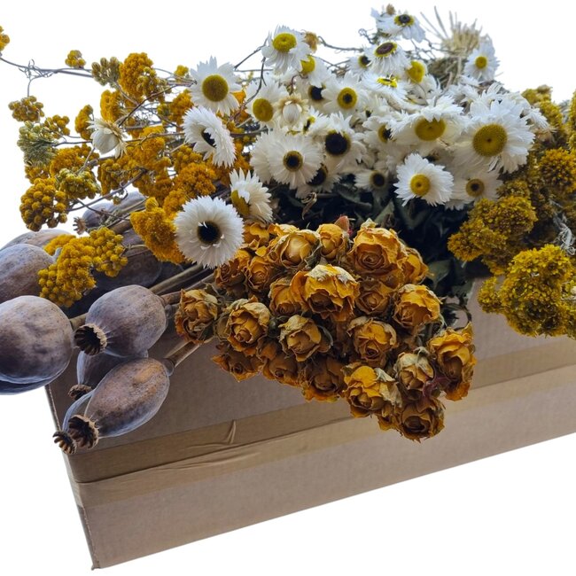 Trockenblumen DIY-Set "La Graciosa" | Fünf Arten von Trockenblumen in einer Box