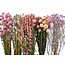 Droogbloemen DIY set "La Palma" | Vijf soorten droogbloemen in een box