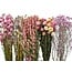 Set de bricolage de fleurs séchées "La Palma" | Cinq types de fleurs séchées dans une boîte