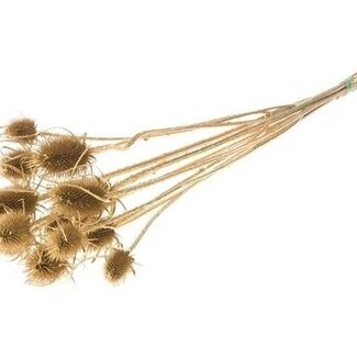 Dutch Dried Golden Cardistella Thistles dried flowers | Length ± 60 centimetres | Weight 75 grams