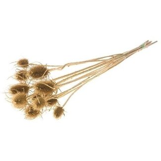 Dutch Dried Goldfarbene Cardistella Disteln Trockenblumen | Länge ± 60 Zentimeter | Gewicht 75 Gramm