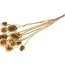 Golden Cardistella Thistles dried flowers | Length ± 60 centimetres | Weight 75 grams