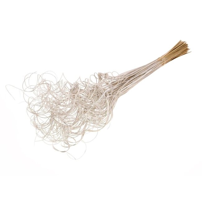 White Curly Ting Ting dried flowers | Length ± 60 centimetres | Weight ± 100 grams