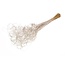 White Curly Ting Ting dried flowers | Length ± 60 centimetres | Weight ± 100 grams