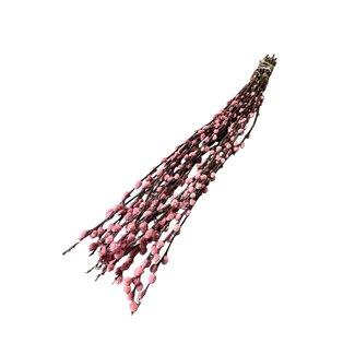 Dutch Dried Rosa Salix Weidenkätzchen Trockenblumen | Länge ± 70 Zentimeter | Pro 20 Zweige