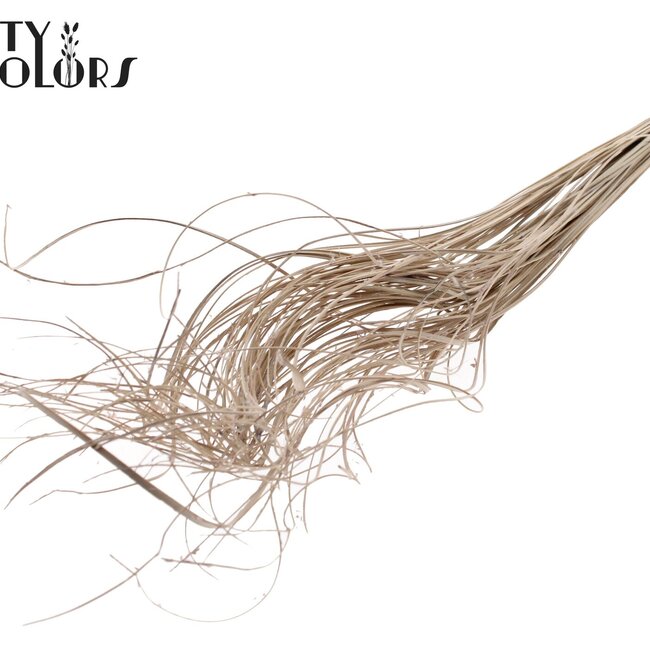 Feuille de Palmier Séchée Nerf | Curly Ting Ting | Couleur : Blanc | Décoration Sèche | Longueur ± 70 centimètres | Par 100 branches