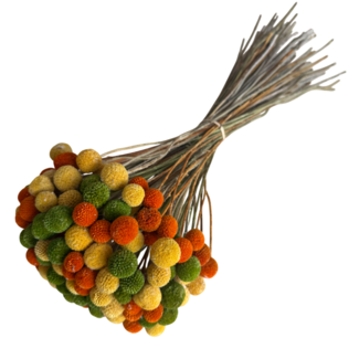 Casa Alegria Bouquet Craspedia Carnival | Green, orange and yellow craspedias | Length ± 65 centimetres | Weight ± 150 grams