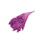 Donkerroze Broom Bloom droogbloemen | Lengte ± 50 centimeter | Gewicht 100 gram