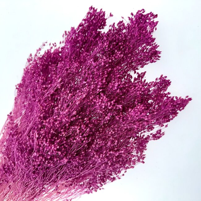 Dunkelrosa Broom Bloom Trockenblumen | Länge ± 50 Zentimeter | Gewicht 100 Gramm