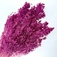 Donkerroze Broom Bloom droogbloemen | Lengte ± 50 centimeter | Gewicht 100 gram