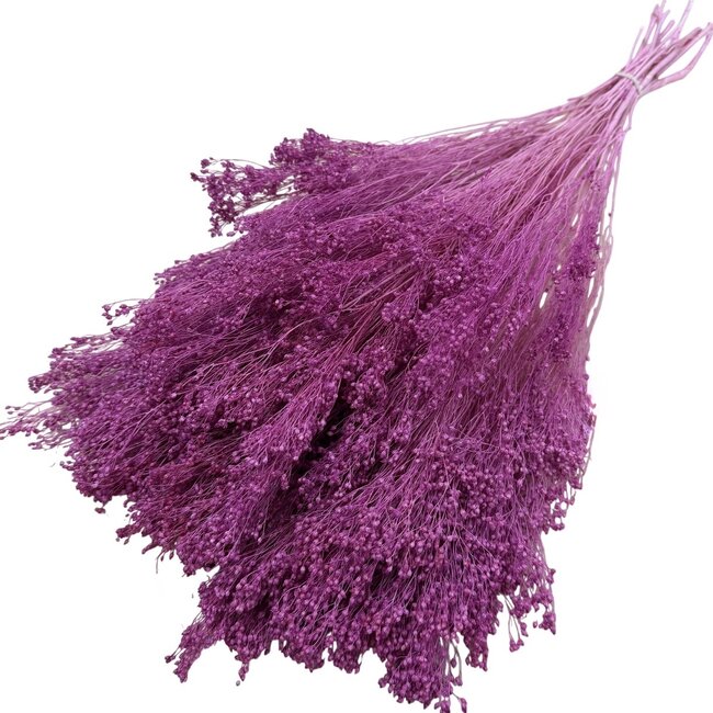 Dunkelrosa Broom Bloom Trockenblumen | Länge ± 50 Zentimeter | Gewicht 100 Gramm