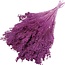 Dunkelrosa Broom Bloom Trockenblumen | Länge ± 50 Zentimeter | Gewicht 100 Gramm