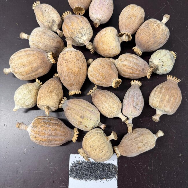 Dried poppy heads | Size XL | Harvest 2025 | Order by the kilo