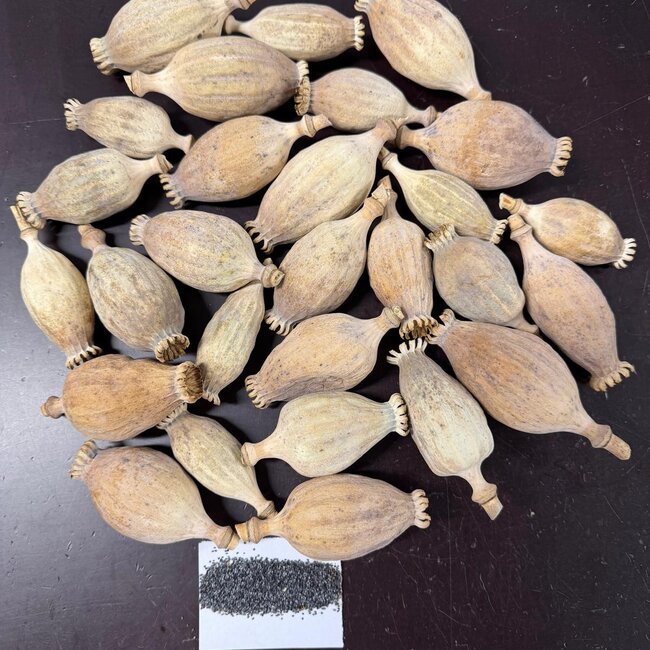 Têtes de pavot séchées | Taille L | Récolte 2025 | Disponibles au kilo