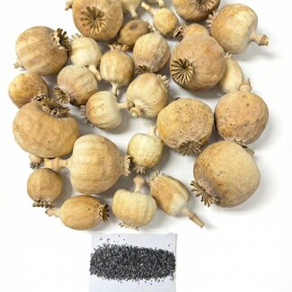 POPPY POWER Fleurs de pavot séchées | Mélange punjabi | Récolte 2025 | Au kilo